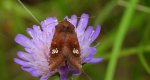 Amphipoea oculea