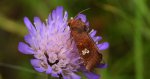 Amphipoea oculea