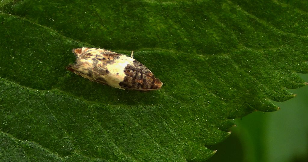 Orthotaenia undulana