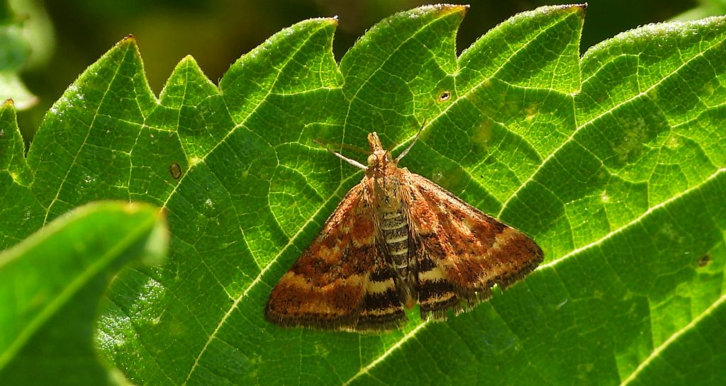 Smokowiec brązowożółty (Pyrausta despicata)