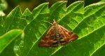 Smokowiec brązowożółty (Pyrausta despicata)