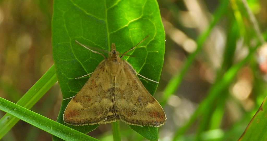 Smokowiec brązowożółty (Pyrausta despicata)