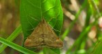 Smokowiec brązowożółty (Pyrausta despicata)
