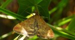 Smokowiec brązowożółty (Pyrausta despicata)