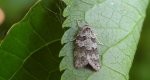 Zwójka poziomkoweczka (Cnephasia communana)