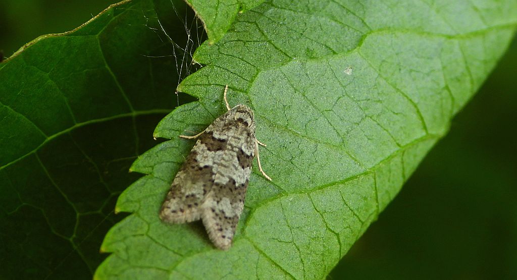 Zwójka poziomkoweczka (Cnephasia communana)