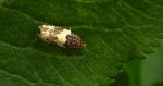 Orthotaenia undulana