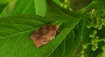 Zwójka porzeczkóweczka (Pandemis ribeana, syn. P. cerasana)