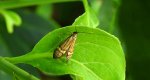 Wąsik runowiaczek, wąsateczka zawilczaneczka (Nemophora degeerella)