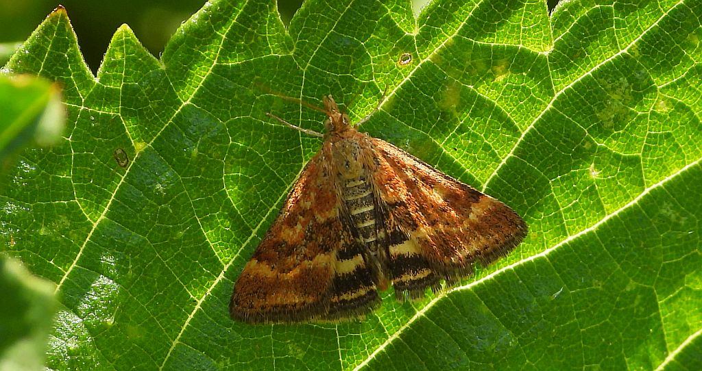 Smokowiec brązowożółty (Pyrausta despicata)