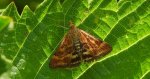 Smokowiec brązowożółty (Pyrausta despicata)