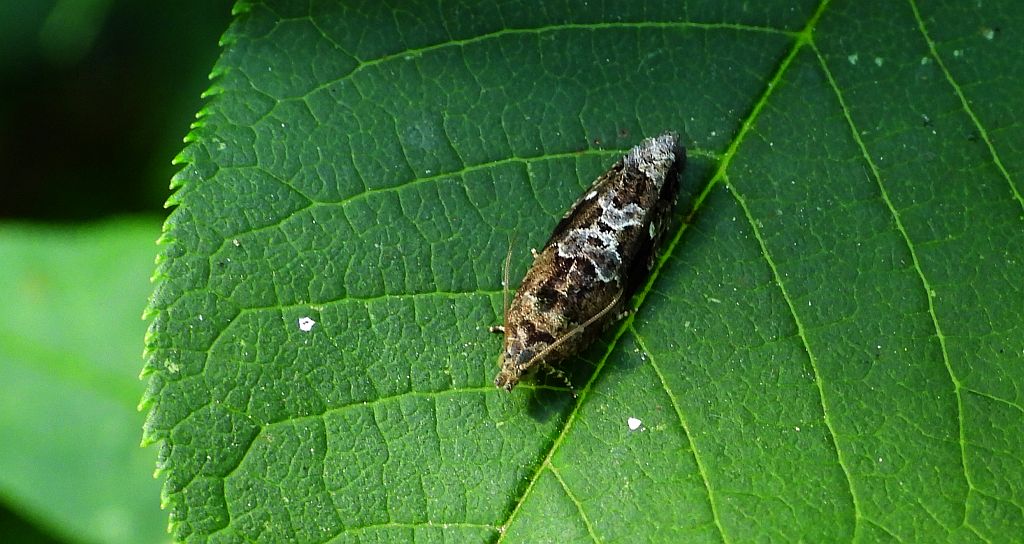 Zwójka - Eudemis porphyrana