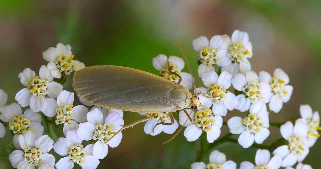 Fałdówka szarynka (Collita griseola)