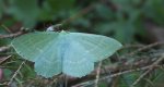 Miernik zieleniak (Geometra papilionaria)