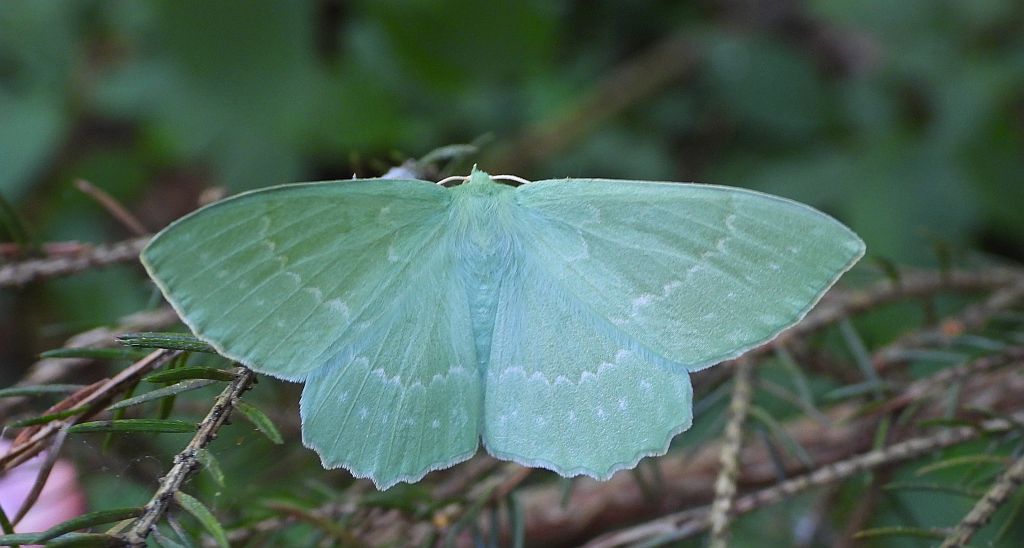Miernik zieleniak (Geometra papilionaria)