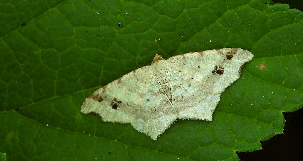 Witalnik zmiennik (Macaria alternata)