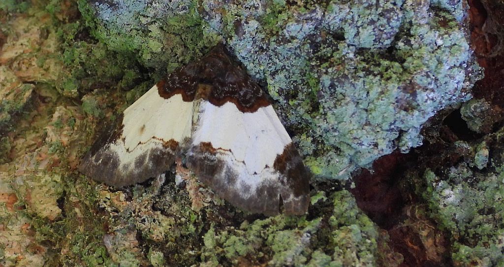 Paśnik maliniak (Mesoleuca albicillata)
