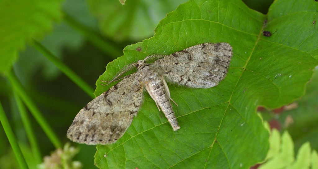 Poprósz deszczowiak (Hypoxystis pluviaria)