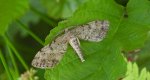 Poprósz deszczowiak (Hypoxystis pluviaria)