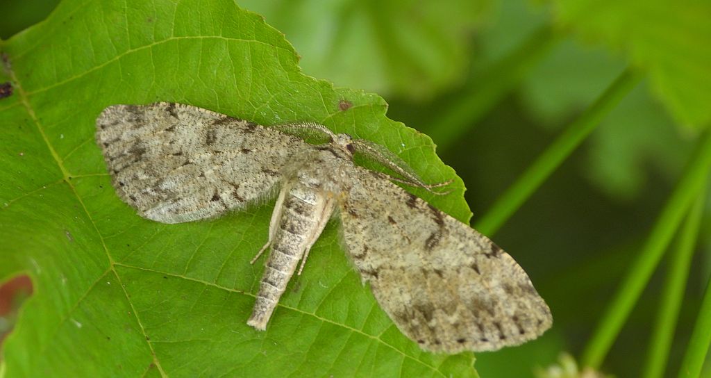 Poprósz deszczowiak (Hypoxystis pluviaria)