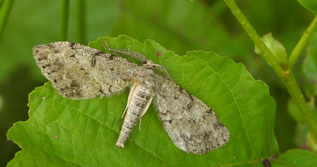 Poprósz deszczowiak (Hypoxystis pluviaria)