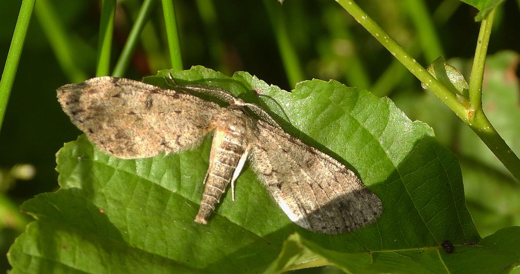 Poprósz deszczowiak (Hypoxystis pluviaria)