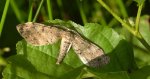Poprósz deszczowiak (Hypoxystis pluviaria)