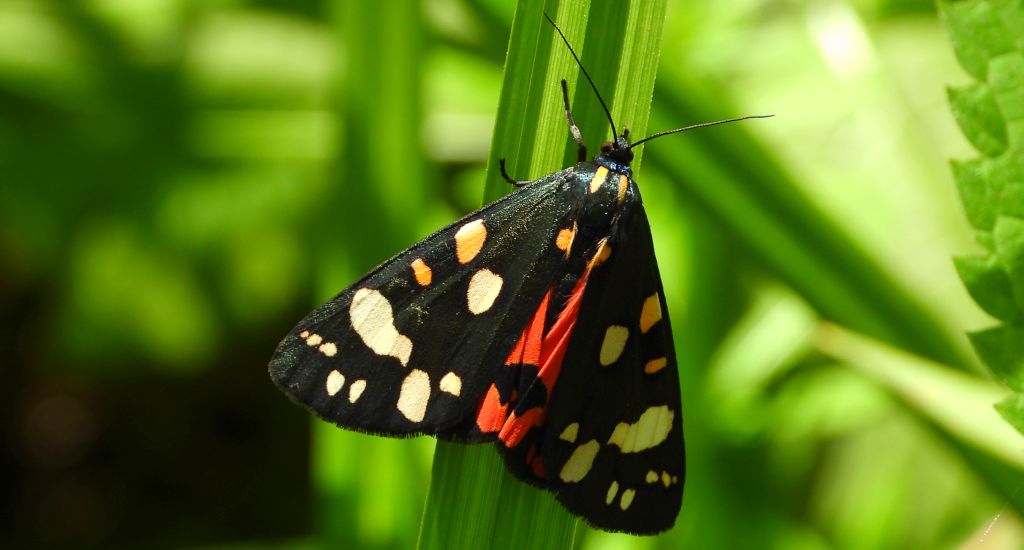 Krasopani poziomówka (Callimorpha dominula)