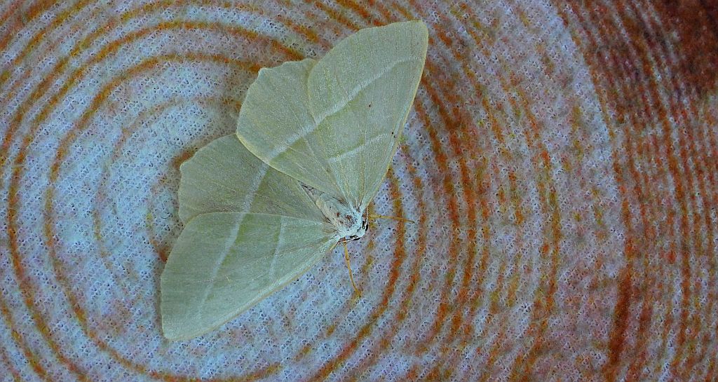 Ostrolot muszlowiak (Campaea margaritata)