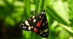 Krasopani poziomówka (Callimorpha dominula)