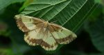 Rączyk leszczyniak (Angerona prunaria)