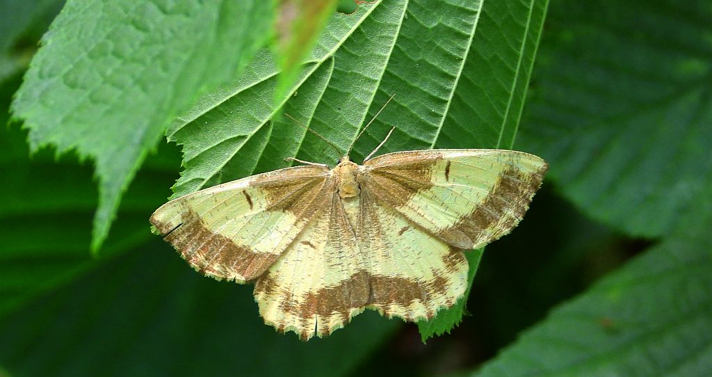 Rączyk leszczyniak (Angerona prunaria)