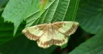 Rączyk leszczyniak (Angerona prunaria)