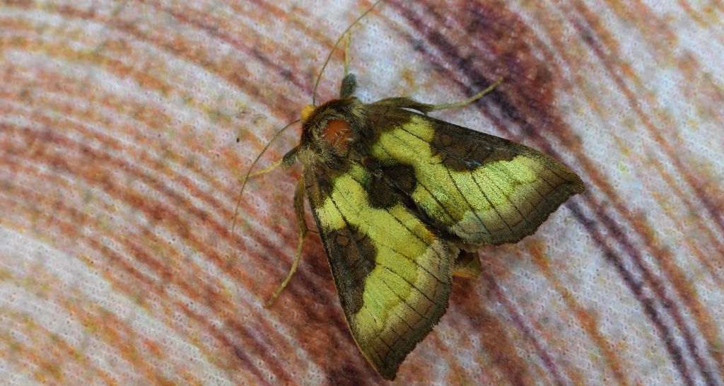 Błyszczka spiżówka (Diachrysia chrysitis)