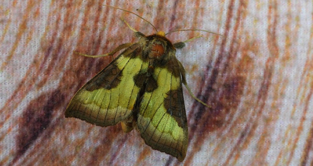 Błyszczka spiżówka (Diachrysia chrysitis)