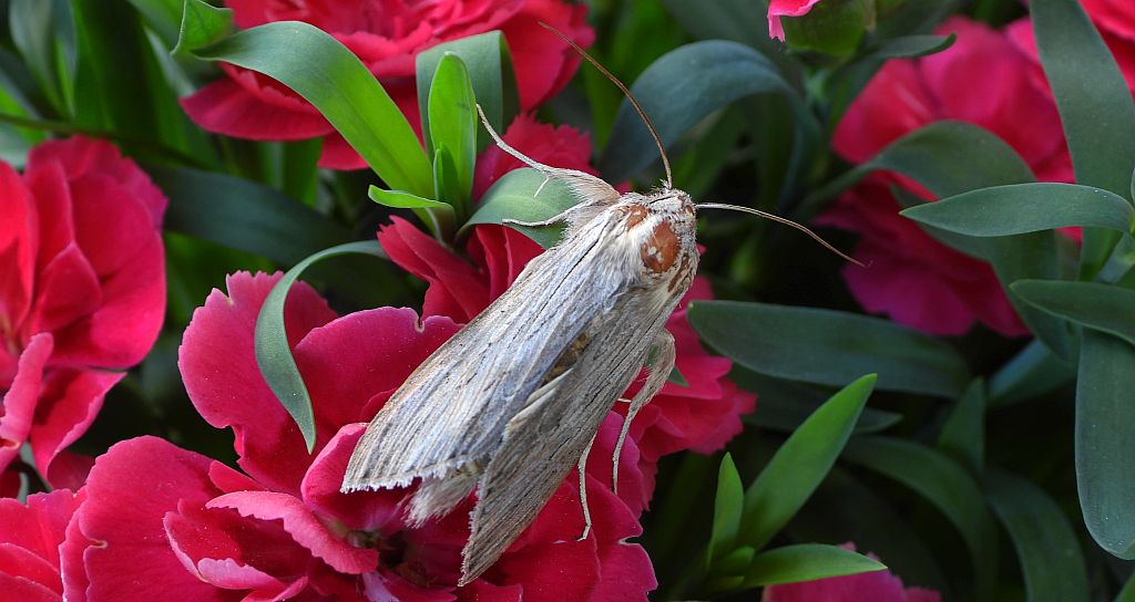 Kapturnica mleczówka (Cucullia umbratica)