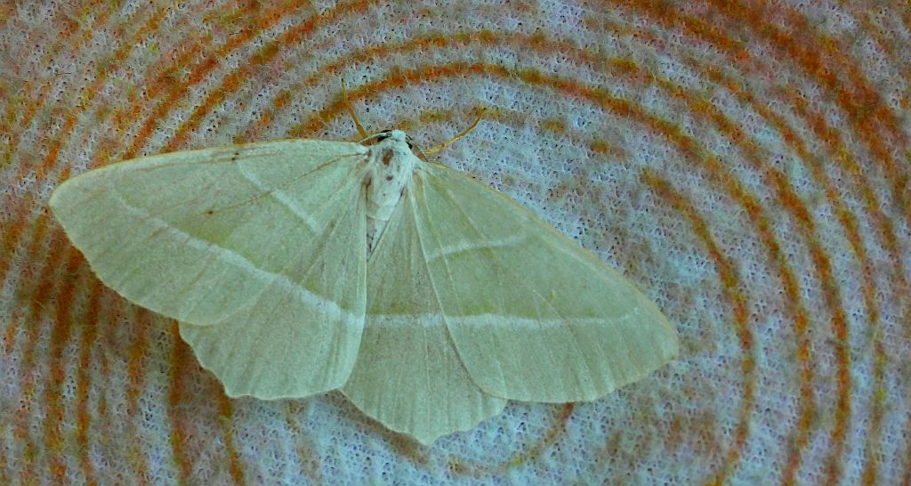 Ostrolot muszlowiak (Campaea margaritata)
