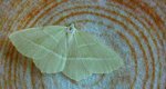 Ostrolot muszlowiak (Campaea margaritata)