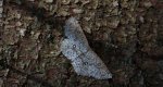 Świerzbik wahadlik (Cyclophora (Cyclophora) pendularia)