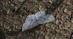 Świerzbik wahadlik (Cyclophora (Cyclophora) pendularia)