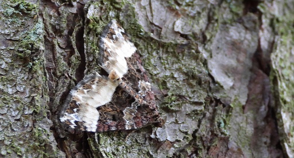 Paśnik jednozębik (Euphyia unangulata)
