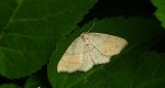 Świerzbik nakropek (Cyclophora (Codonia) punctaria)