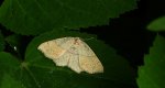 Świerzbik nakropek (Cyclophora (Codonia) punctaria)