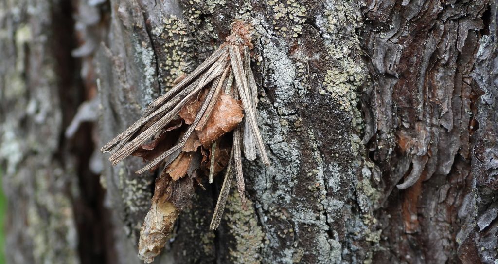 Koszówka - Canephora hirsuta
