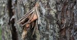 Koszówka - Canephora hirsuta