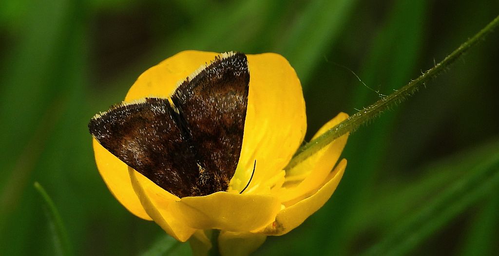 Panemeria tenebrata