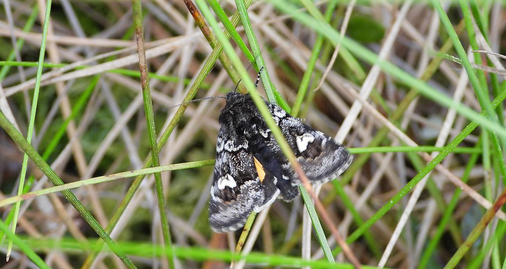 Coranarta cordigera