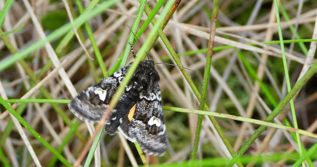 Coranarta cordigera
