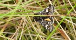 Coranarta cordigera