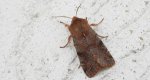 Piętnówka zmiennica (Orthosia incerta)